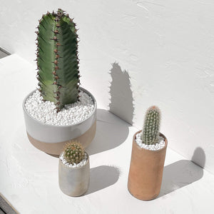 A set of 3 clay indoor planters with cacti of varying sizes.
