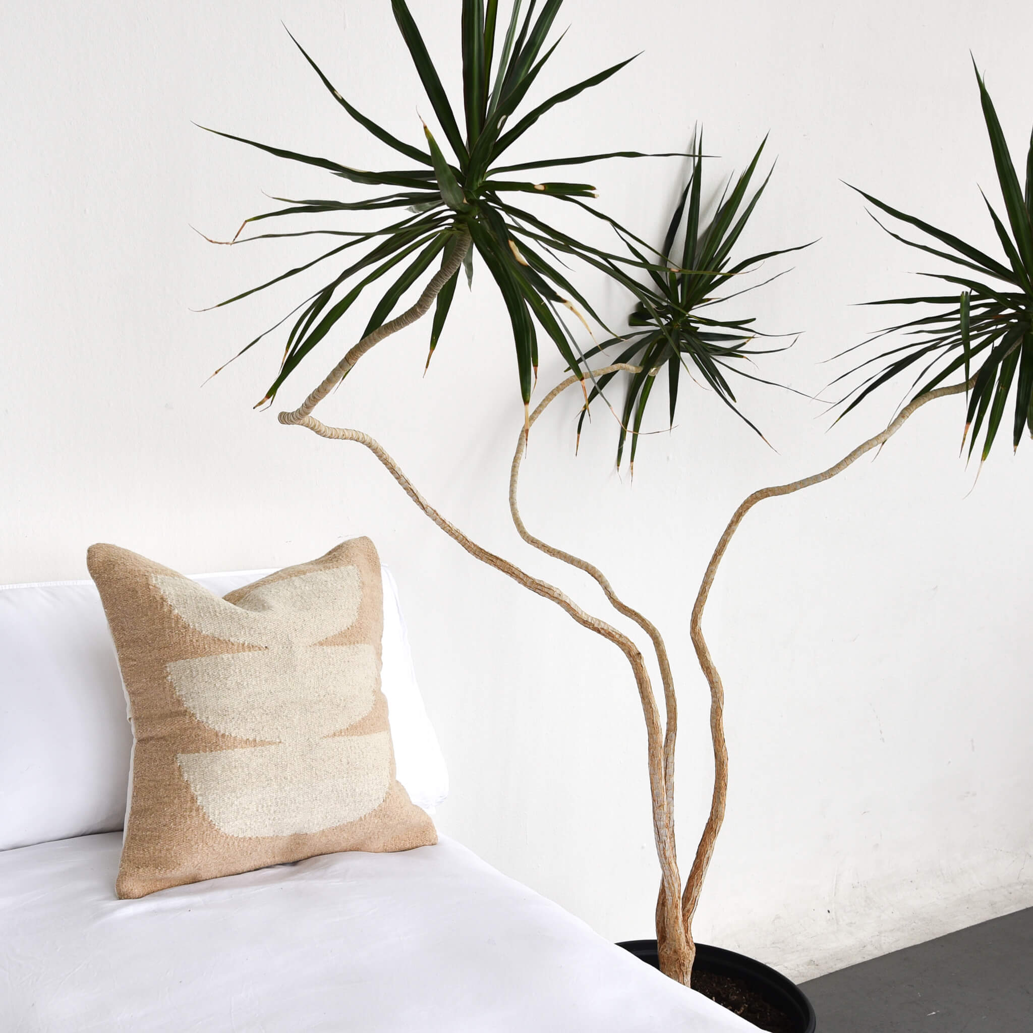 Desert moon throw pillow on a white bed next to a large and sculptural plant.