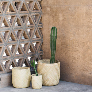 Mexican palm baskets with cacti.
