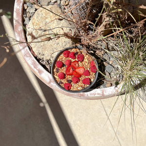 A Oaxaca black clay bowl with granola and strawberries.
