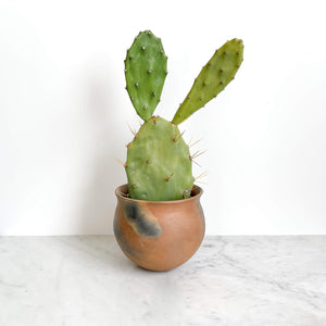 Pai Pai small indoor planter with nopal cactus.