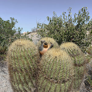Pai Pai tres vase nestled in a large cactus plant.