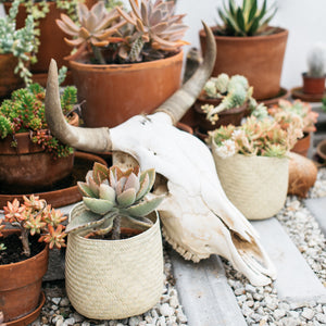 Terracotta pots, succulents and cacti, a Mexican cow skull and Oaxaca baskets.