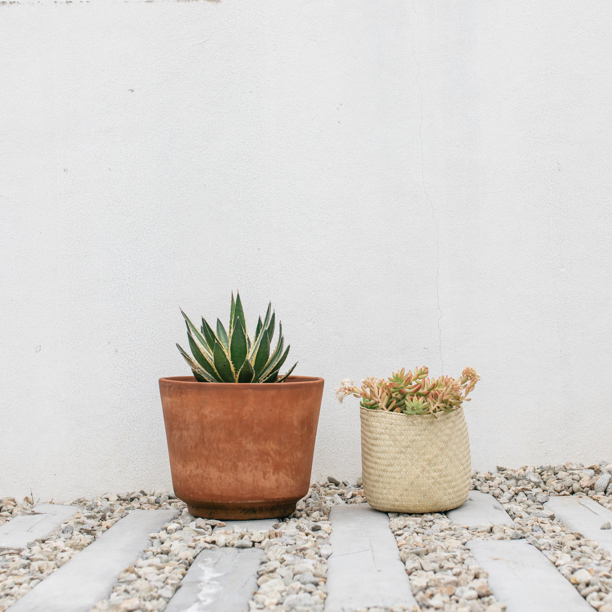 Small Oaxaca handwoven basket with terracotta pot with succulents and a cactus.
