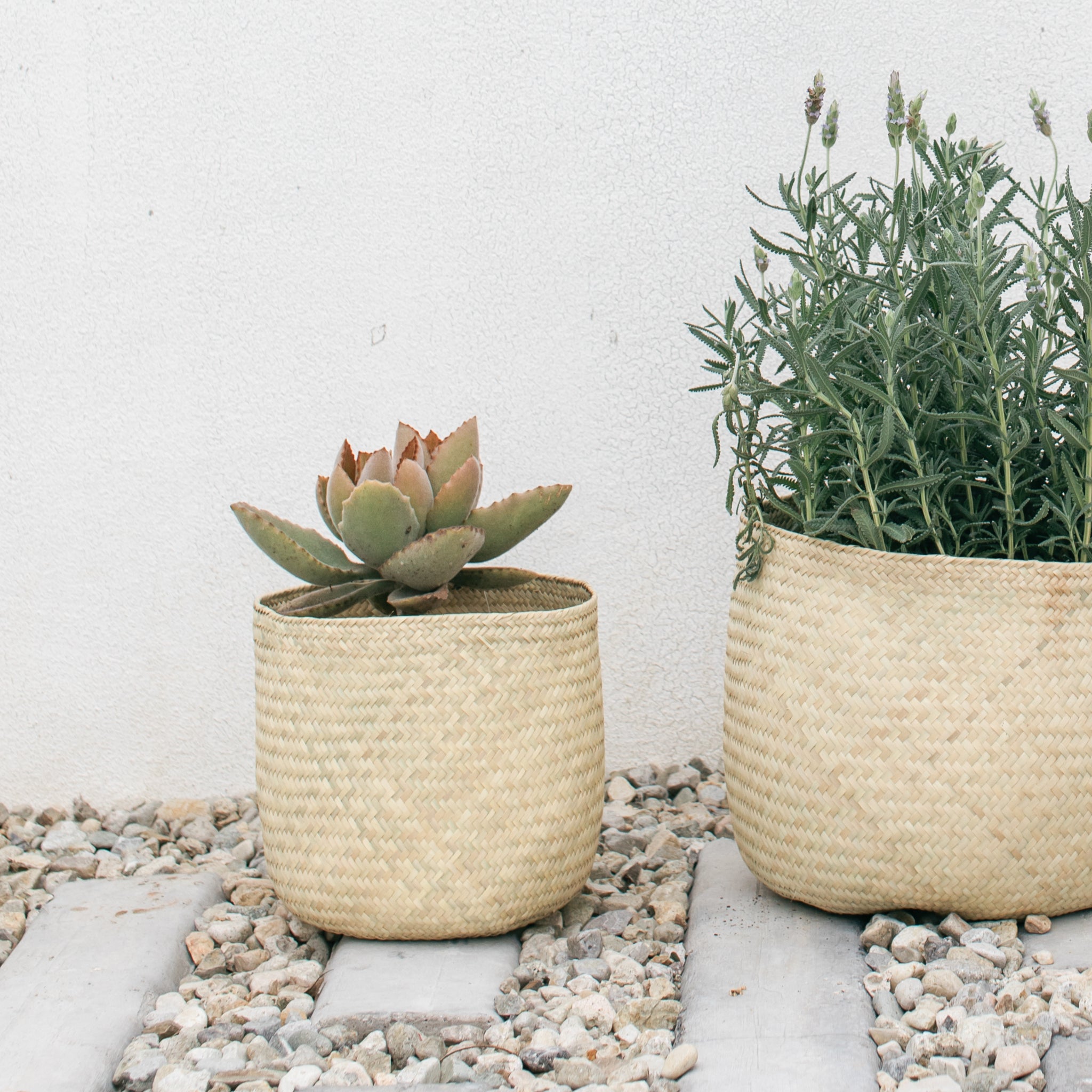 Handwoven Oaxaca palm baskets with plants.