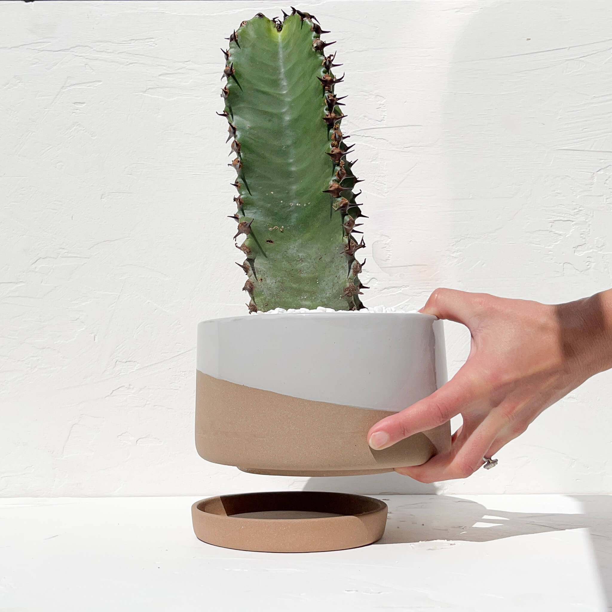 A hand holding a white glazed ceramic indoor planter with a large cactus. A catch plate is below