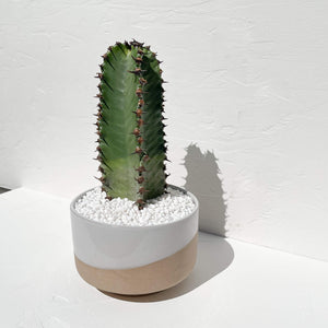 White glazed clay planter with a cactus.